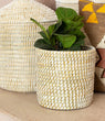 Coiled Grass Planter  Basket - BBL